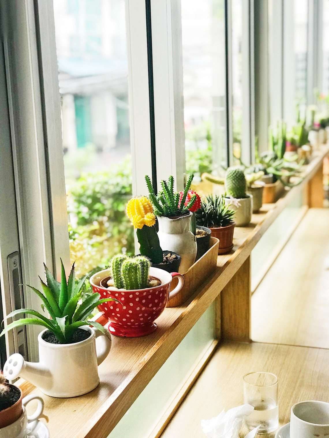 find cute pots to display your succulents