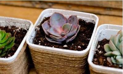 make diy succulent containers for your rustic design