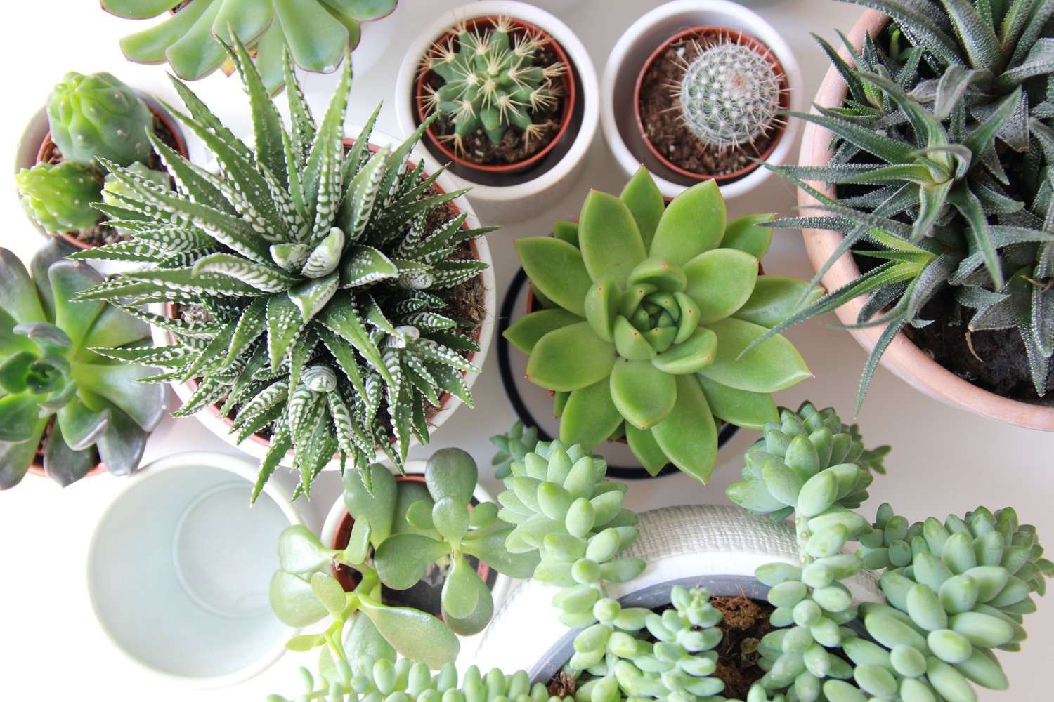 succulents in decor is a cheap and easy way to spice up your home on a budget